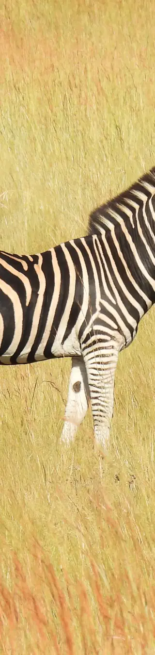 Zebra im Pilanesberg-Nationalpark.